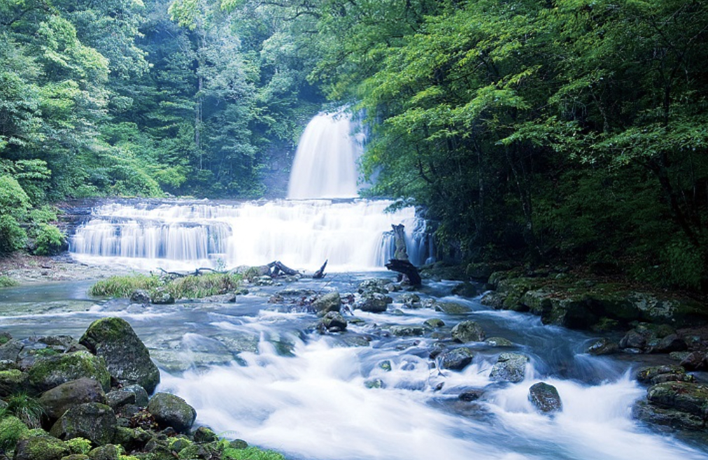 癒しの森の写真